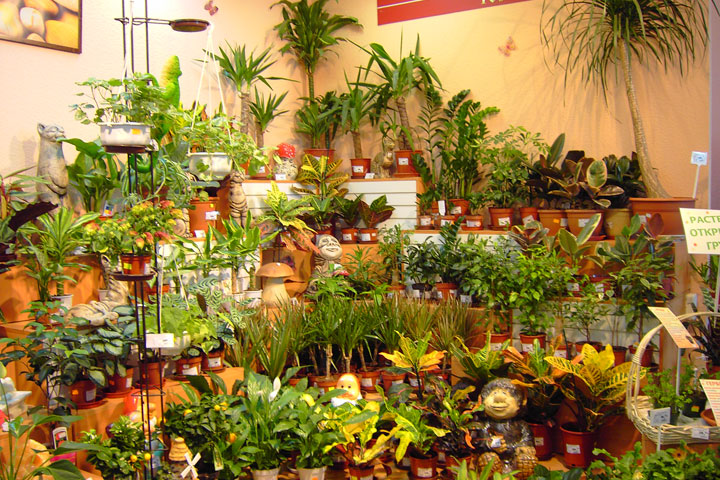  Украшаем дом комнатными растениями