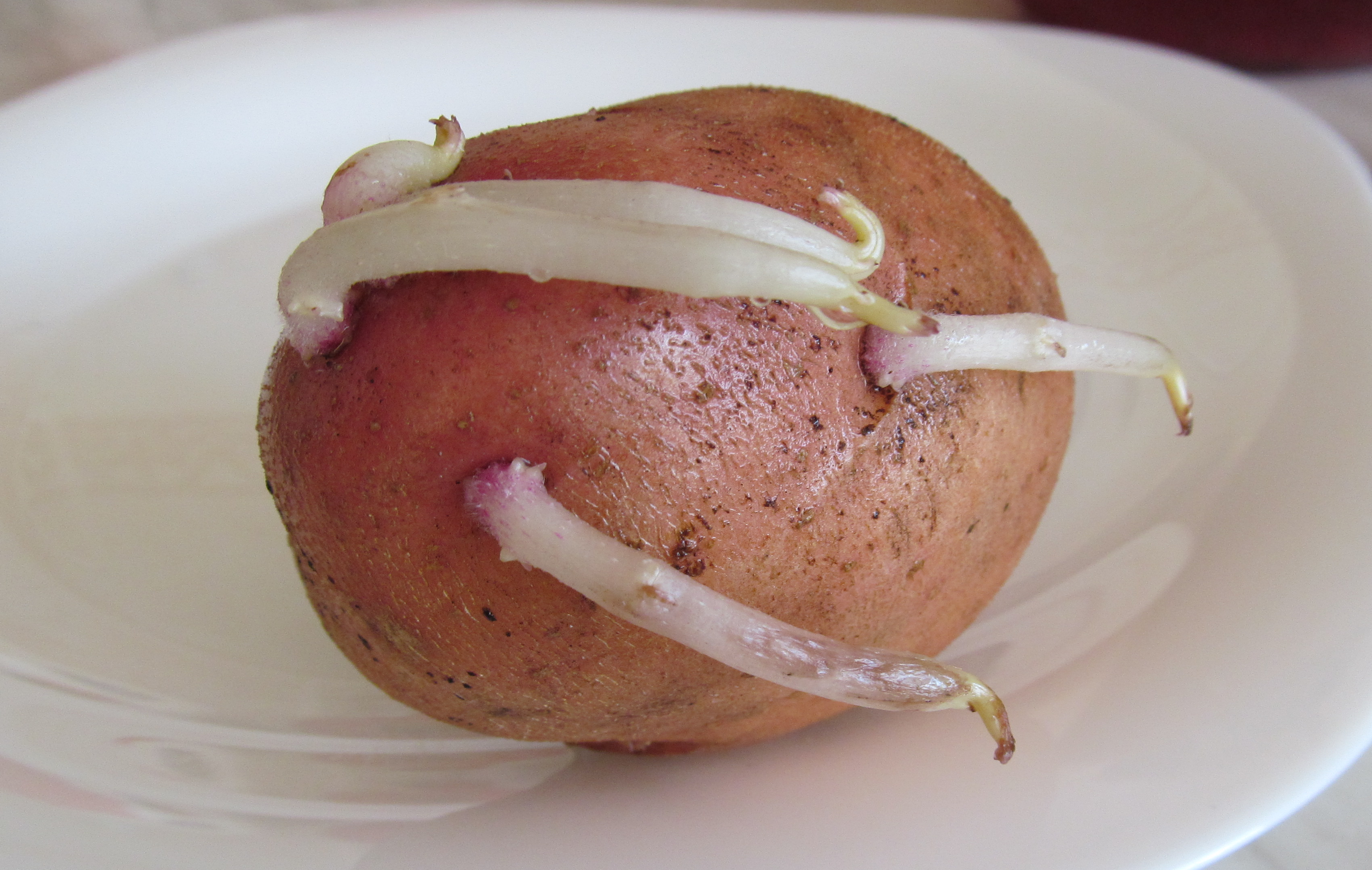 Картофельные ростки: Свойства и применение